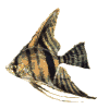 angelfish.gif