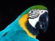 macaw.jpg